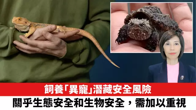 飼養「異寵」潛藏安全風險！關乎生態安全和生物安全，需加以重視。