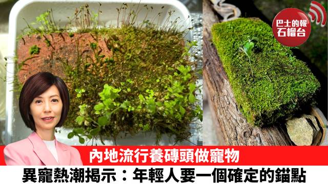 李彤「十分鐘看中國」內地流行養磚頭做寵物，異寵熱潮揭示：年輕人要一個確定的錨點。  26年9月25日