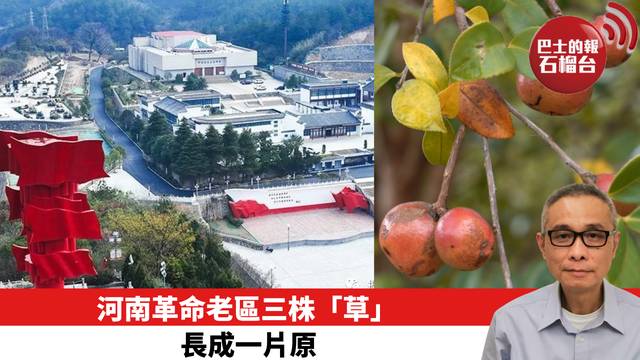 河南革命老區三株「草」長成一片原