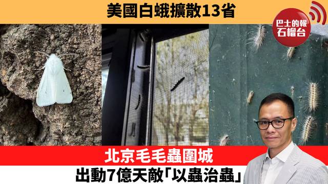 「十分鐘看中國」美國白蛾擴散13省。北京毛毛蟲圍城，出動7億天敵｢以蟲治蟲｣。  26年10月12日